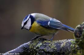 Attēlu rezultāti vaicājumam “Cyanistes caeruleus adult”