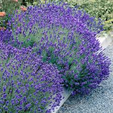 Image result for Lavendel