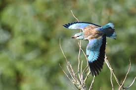Attēlu rezultāti vaicājumam “Coracias garrulus”