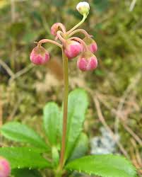 Attēlu rezultāti vaicājumam “Oenothera rubricauli bud”