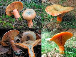 Attēlu rezultāti vaicājumam “Lactarius deterrimus”