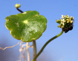 Attēlu rezultāti vaicājumam “Hydrocotyle vulgaris fruit”