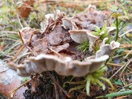 Attēlu rezultāti vaicājumam “Phellodon tomentosus”