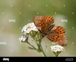 Attēlu rezultāti vaicājumam “Boloria eunomia”