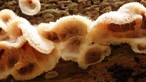 Attēlu rezultāti vaicājumam “Phlebia tremellosa”