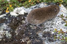 Attēlu rezultāti vaicājumam “Microtus agrestis”