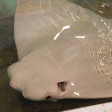 Image result for Rhinoptera bonasus