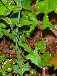 Attēlu rezultāti vaicājumam “Mycelis muralis”