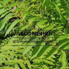 Attēlu rezultāti vaicājumam “Pterocarya fraxinifolia leaf”