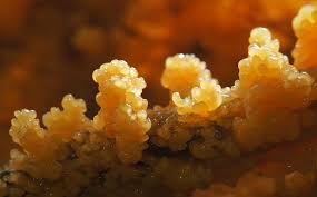 Attēlu rezultāti vaicājumam “Fuligo luteonitens macro”