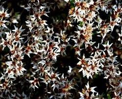 Attēlu rezultāti vaicājumam “Conioselinum tataricum”