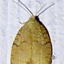 Attēlu rezultāti vaicājumam “Acleris forsskaleana”