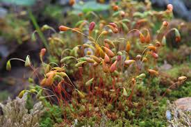 Attēlu rezultāti vaicājumam “Ephemerum serratum sporophyte”