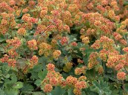 Image result for Frauenmantel