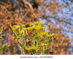 Attēlu rezultāti vaicājumam “Tragopogon pratensis subsp. pratensis flower”