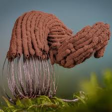 Attēlu rezultāti vaicājumam “Physarum auriscalpium sessile”