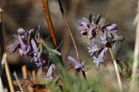 Attēlu rezultāti vaicājumam “Corydalis solida leaf”