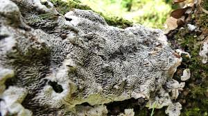 Attēlu rezultāti vaicājumam “Datronia mollis”