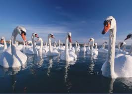 Attēlu rezultāti vaicājumam “Cygnus olor”