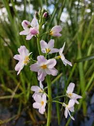 Attēlu rezultāti vaicājumam “Hottonia palustris flower”