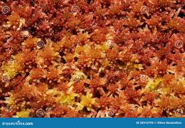 Attēlu rezultāti vaicājumam “Sphagnum papillosum”