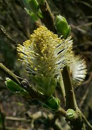 Attēlu rezultāti vaicājumam “Salix cinerea male flower”