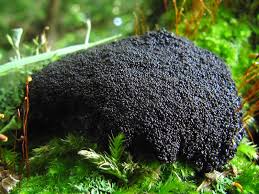 Attēlu rezultāti vaicājumam “Lindbladia tubulina”