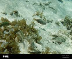 Image result for Sparisoma rubripinne