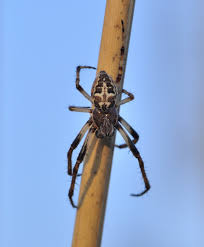 Attēlu rezultāti vaicājumam “Larinioides cornutus male”