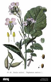 Attēlu rezultāti vaicājumam “Raphanus sativus flower”