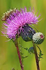 Attēlu rezultāti vaicājumam “Symphytocarpus trechisporus sessile”