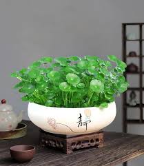 「銅錢草」的圖片搜尋結果