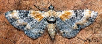 Attēlu rezultāti vaicājumam “Eupithecia linariata”