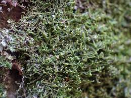 Attēlu rezultāti vaicājumam “Anastrophyllum minutum”