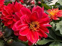 Image result for Dahlia `Red Skin`