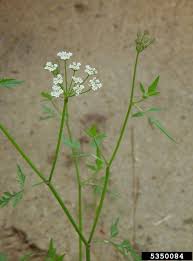 Attēlu rezultāti vaicājumam “Torilis japonica”