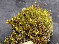 Attēlu rezultāti vaicājumam “Dicranella heteromalla”