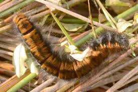 Attēlu rezultāti vaicājumam “Macrothylacia rubi larva”