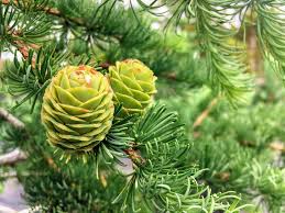 Attēlu rezultāti vaicājumam “Larix kaempferi fruit”
