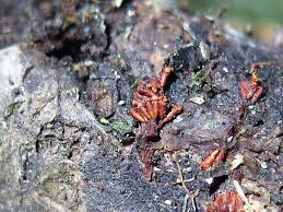 Attēlu rezultāti vaicājumam “Lycogala cf. fossiculatum young”