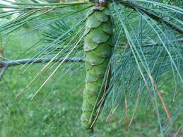Attēlu rezultāti vaicājumam “Pinus strobus fruit”