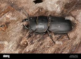 Attēlu rezultāti vaicājumam “Dorcus parallelopipedus”