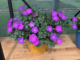 Attēlu rezultāti vaicājumam “Geranium sanguineum”