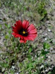 Image result for Gaillardia amblyodon