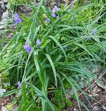 Attēlu rezultāti vaicājumam “Tradescantia virginiana”