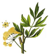 Attēlu rezultāti vaicājumam “Levisticum officinale flower”