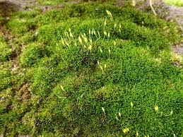 Attēlu rezultāti vaicājumam “Bryoerythrophyllum recurvirostrum sporophyte”