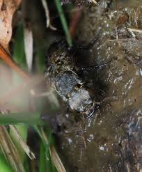 Attēlu rezultāti vaicājumam “Ontholestes murinus”