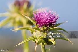 Image result for Silybum marianum