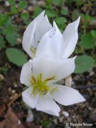 Attēlu rezultāti vaicājumam “Colchicum szovitsii subsp. szovitsii flower”